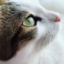 tabbyandtuxedocat TikTok Profile Photo