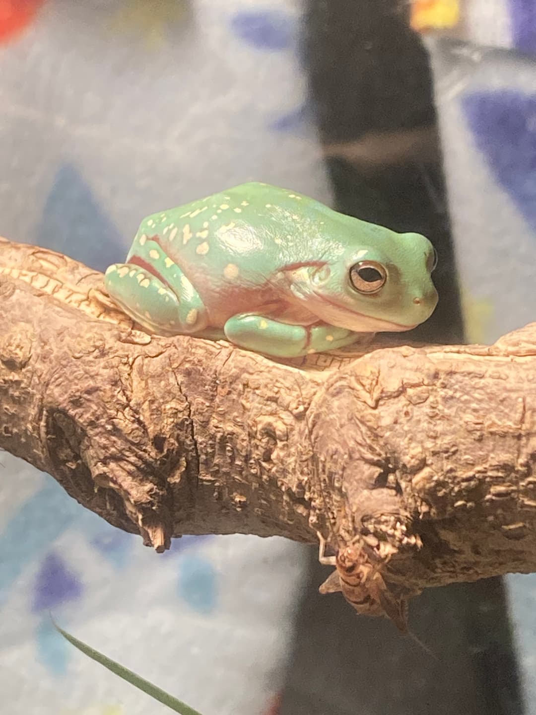 Creator Tricia photo