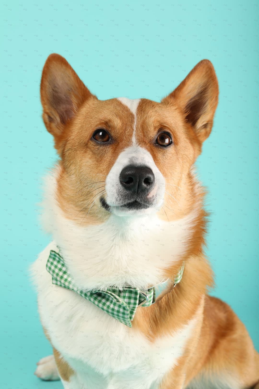 Creator Bear The Corgi photo