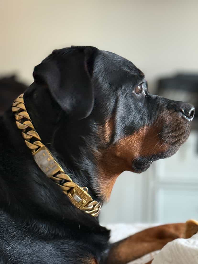 Profile