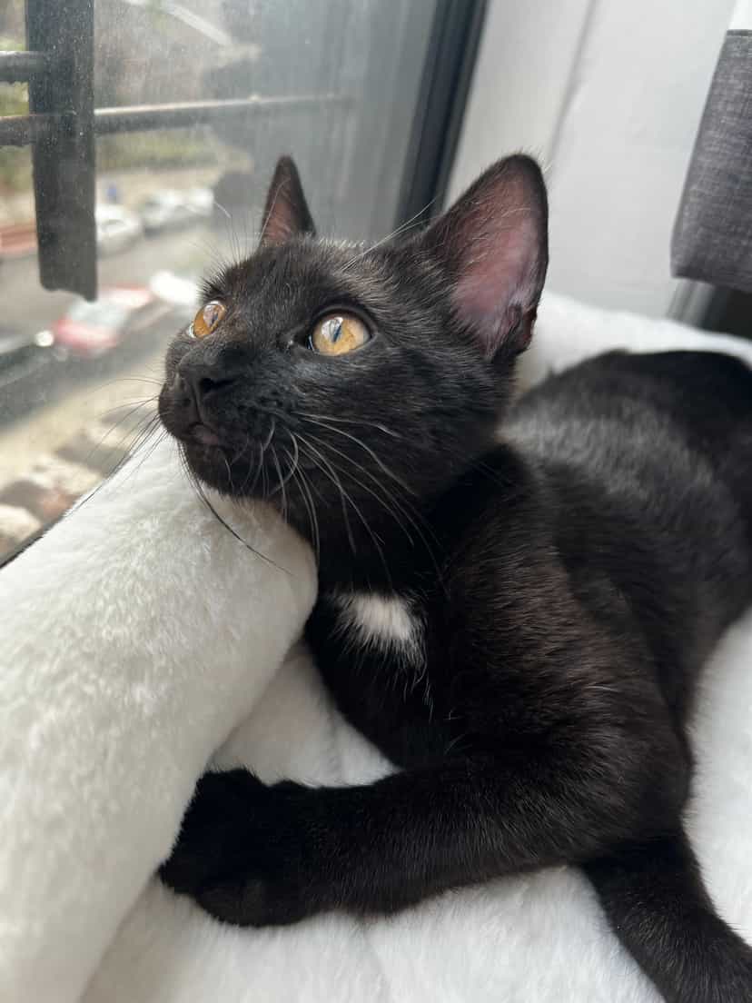 Profile